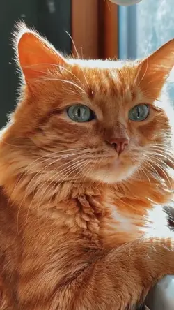 cat in love