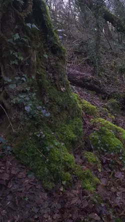 ambiance nature