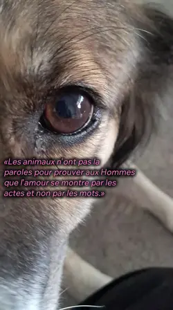 citation