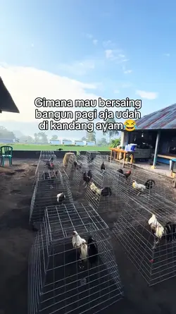 story ayam