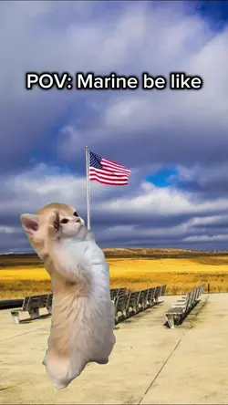 kitty salute