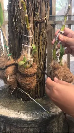 Dendrobium