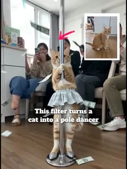 CAT POLE DANCER