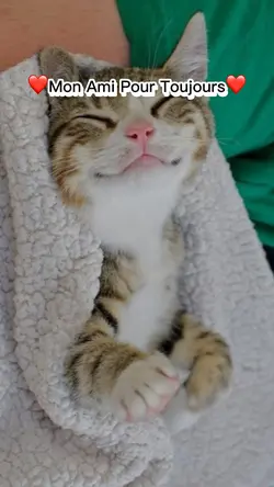 Un chat un ami 😻