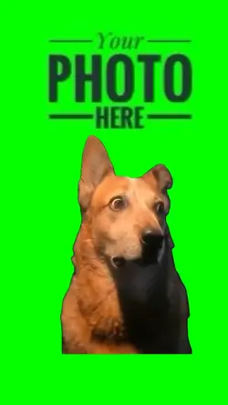 Suspicious Dog