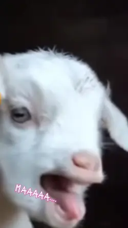 kambing na ganito