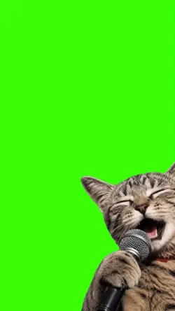 Cat/Gato