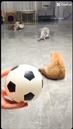 Cats