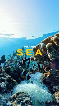 Vibes Sea