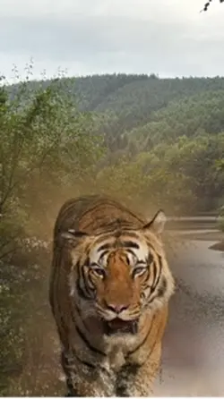 Tiger walking 