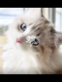 Cottagecore x cats