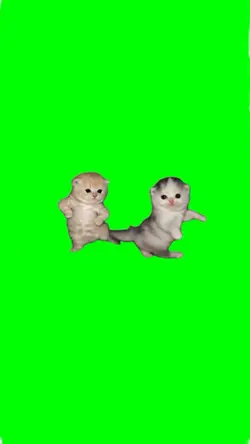 two cats dance meme
