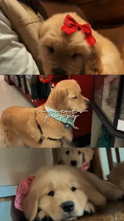 moments puppy