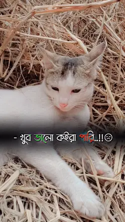 আমি আর কিছু না পারলে