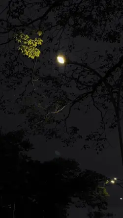 Mẫu 50 ảnh
