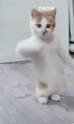 친구, 고양이 이름을 넣어보세요!
