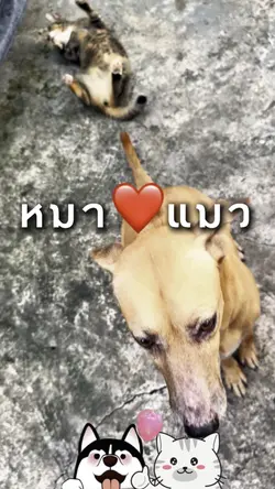 หมา❤️แมว
