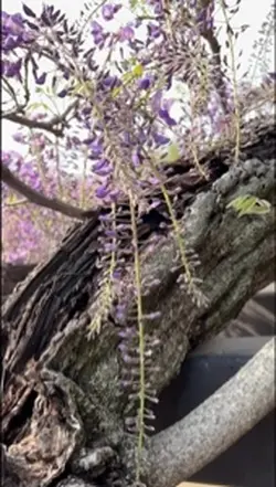 🇯🇵JAPANの花【藤棚】開花だより🙋🏻‍♀️