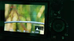 Birding