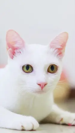 ดนตรี