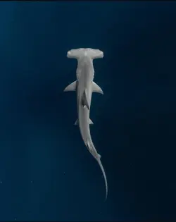 requin marteau 