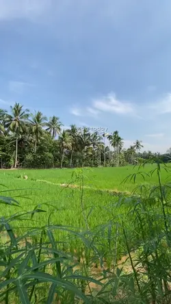 Vlog