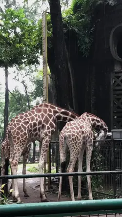 travel zoo