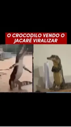CROCODILO x JACARÉ 🐊