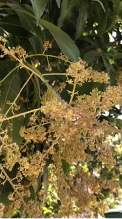 ចិត្តស្មោះបរិសុទ្ធ