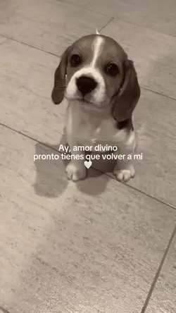 Ay, amor divino…