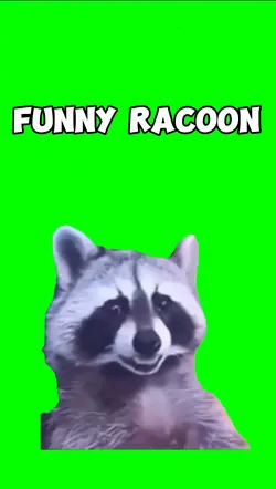 FUNNY RACOON