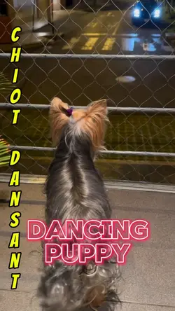 Dancing Puppy!❤️❤️❤️