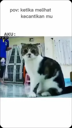 Trend kucing melongo