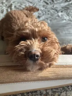 Hi bestie😂🐾