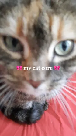 my cat core