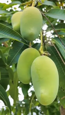 buah mangga