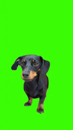 Dog/Cachorro