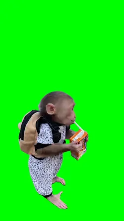 monyet sekolah 