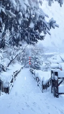 Snow Trend