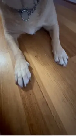 Show paws then face