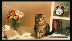 Mini vlog cat