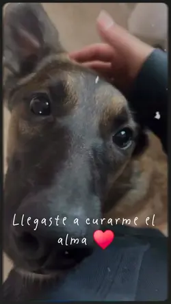 Dia de la Mascota 