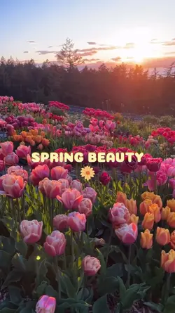 spring beauty