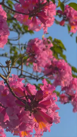 Chuyển màu video