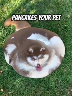 pancakes your pet
