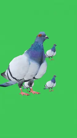 Yodeling Pigeons  