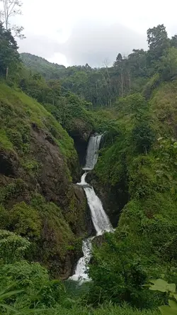 Teh hijau