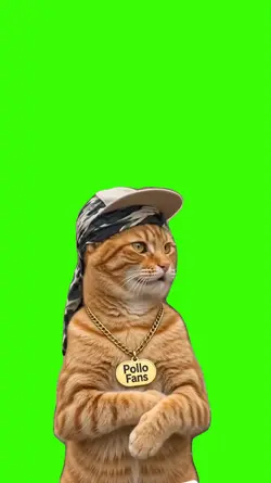 Cat/Gato