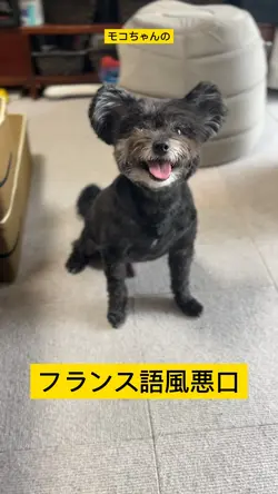 フランス語っぽく悪口