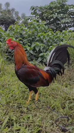 ayam jago